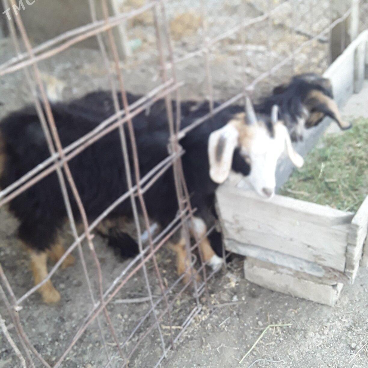 owlak - Büzmeýin - img 2