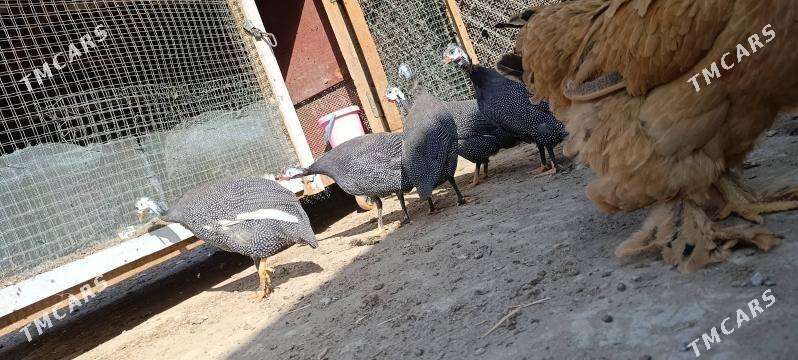 Sisaka - Büzmeýin - img 3