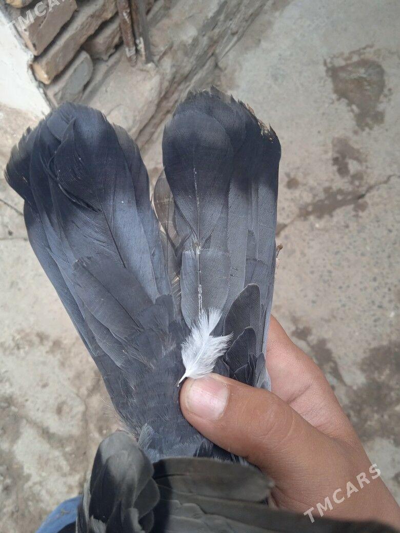 kepder - Türkmenabat - img 5