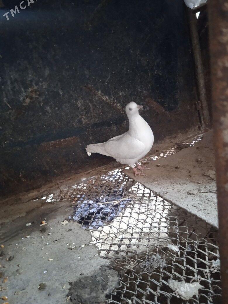 kepder - Türkmenabat - img 6