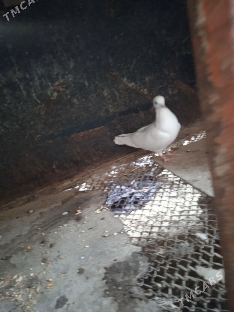 kepder - Türkmenabat - img 4