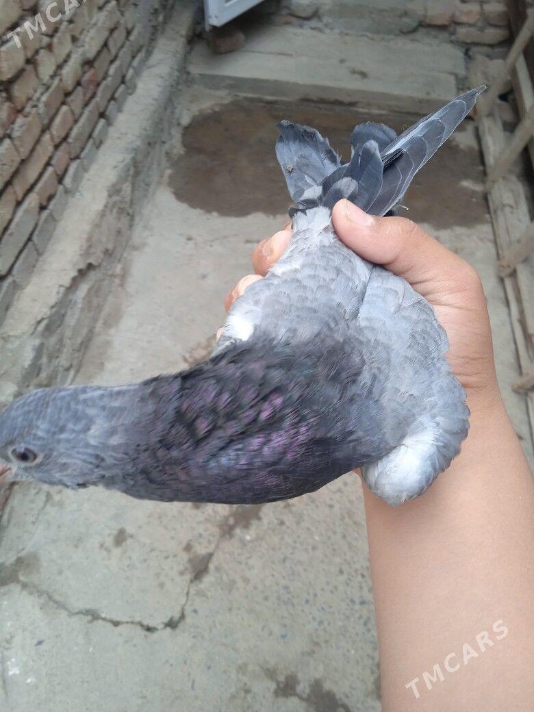 kepder - Türkmenabat - img 3