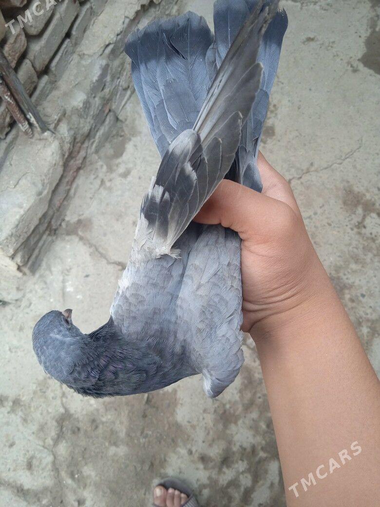 kepder - Türkmenabat - img 9