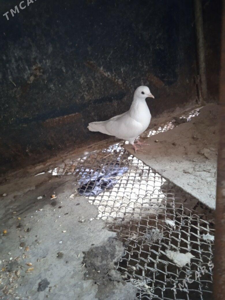 kepder - Türkmenabat - img 8