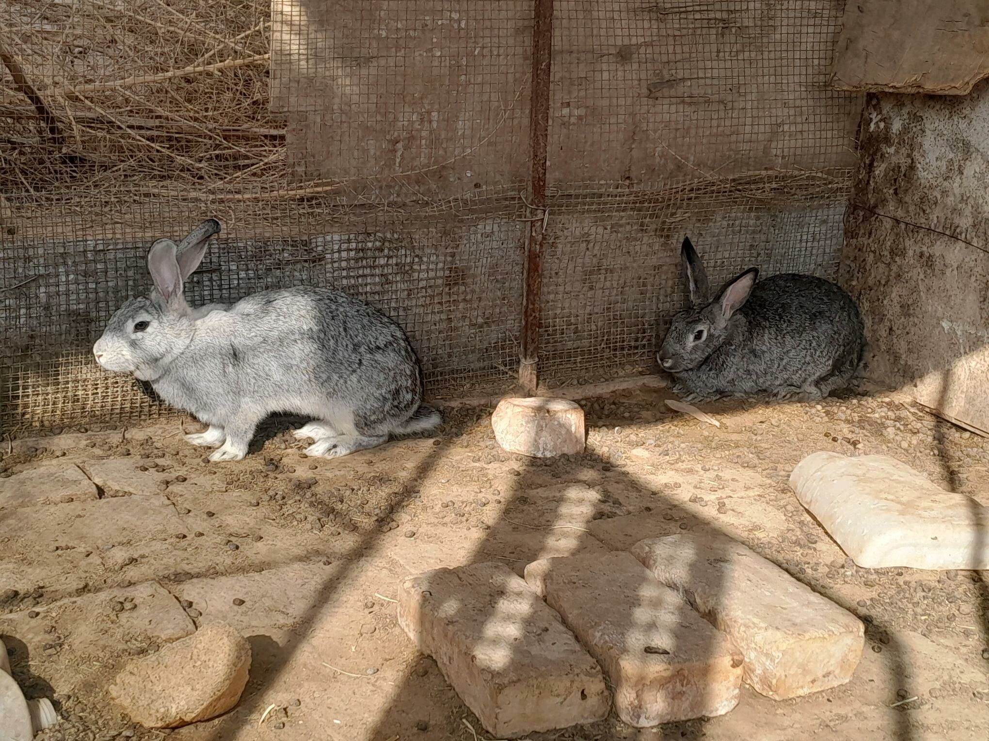 welkan flandr - Чарджоу - img 9