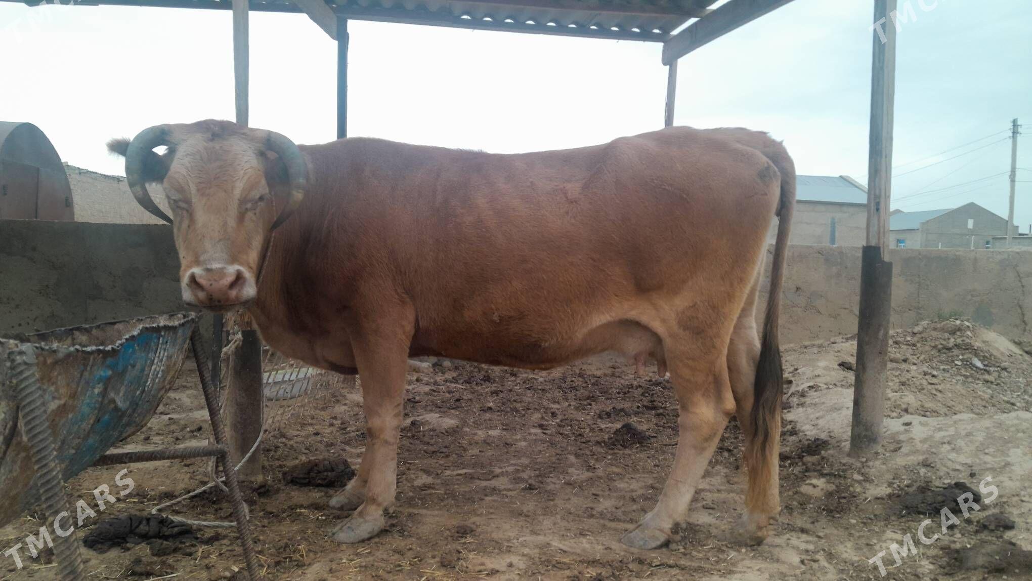 Bogaz sygyr - Гызыларбат - img 3