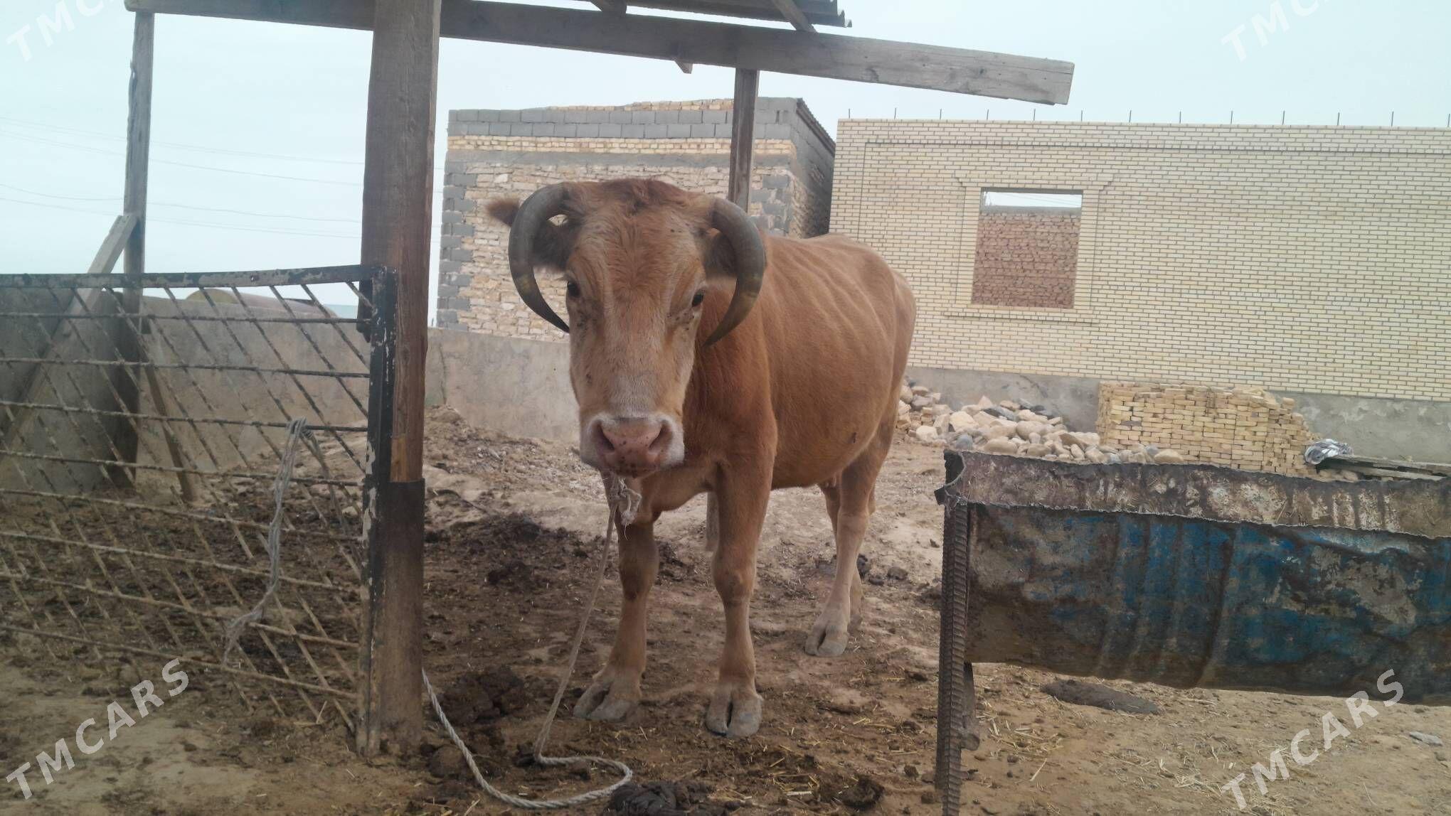 Bogaz sygyr - Гызыларбат - img 4