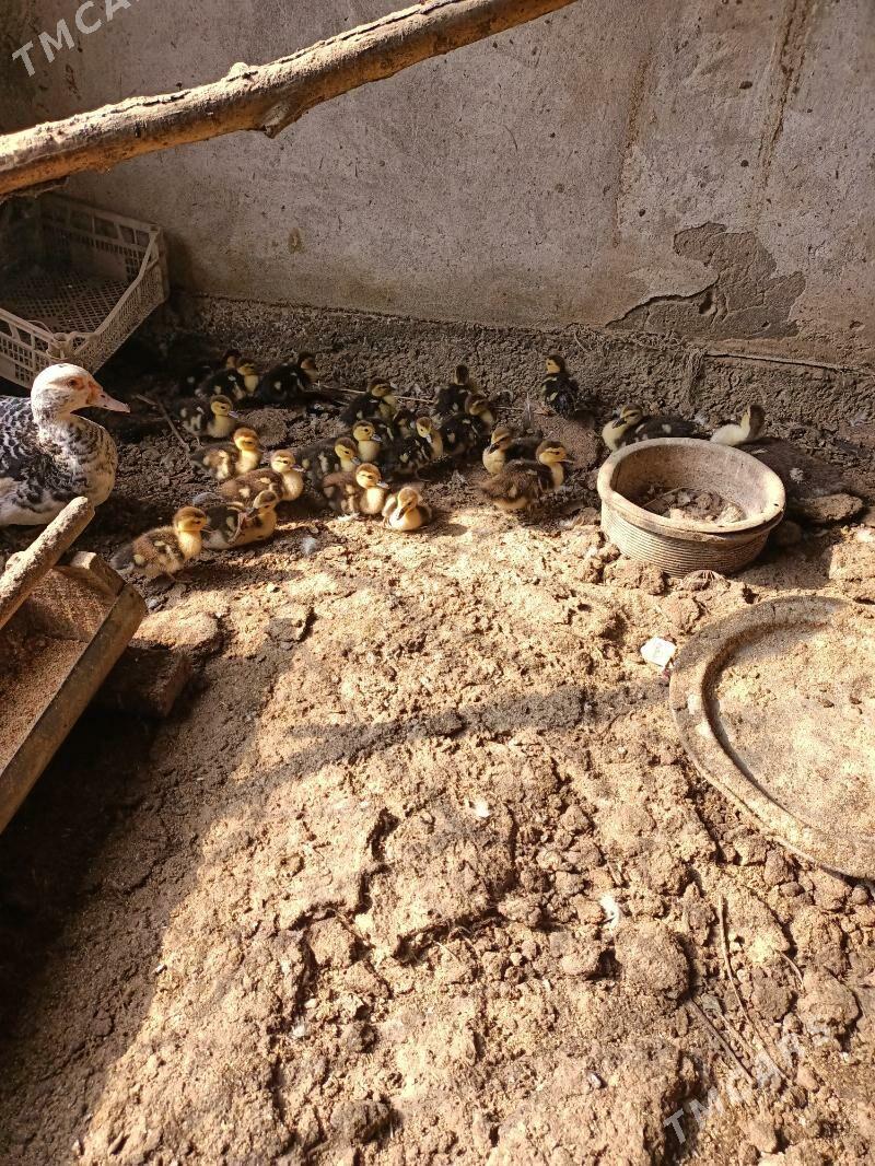 muskus jujeler - Чарджоу - img 1