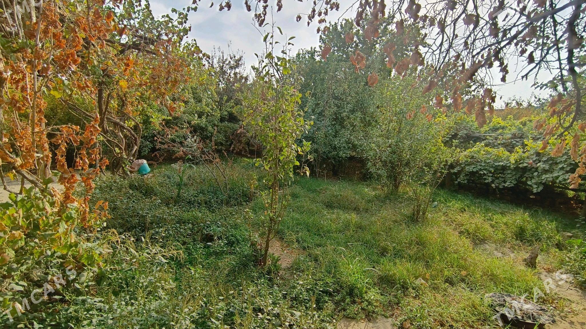 Daça - Туркменабат - img 3