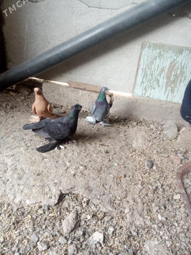 kepder - Mary - img 6