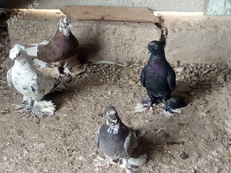 kepder - Mary - img 2