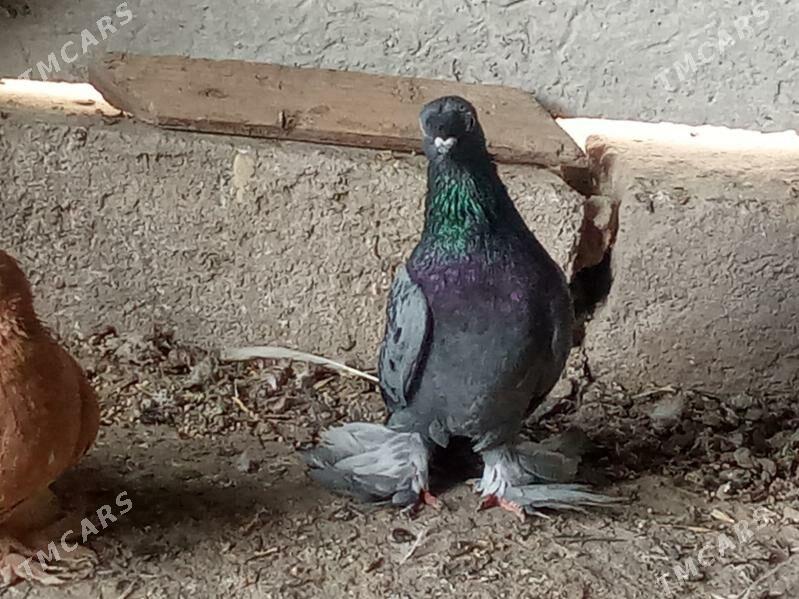 kepder - Mary - img 8