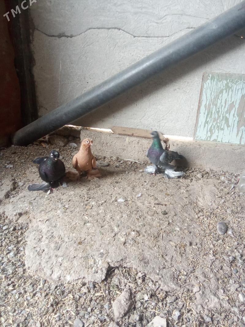 kepder - Mary - img 9