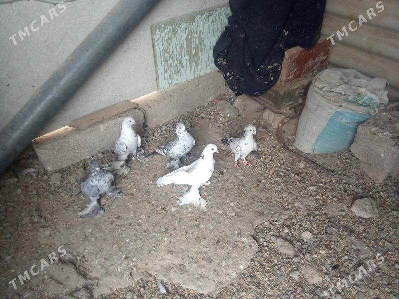 kepder - Mary - img 3