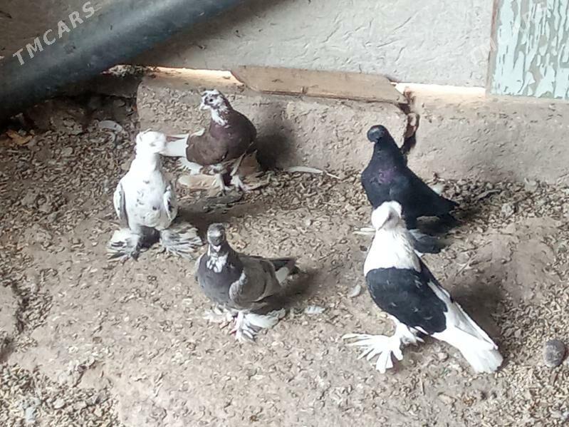 kepder - Mary - img 5