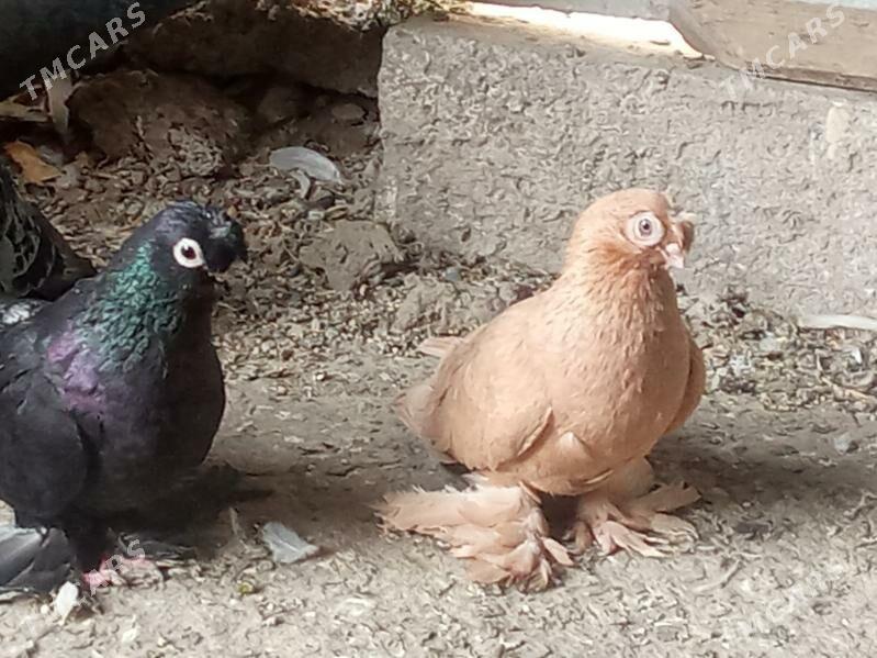 kepder - Mary - img 7