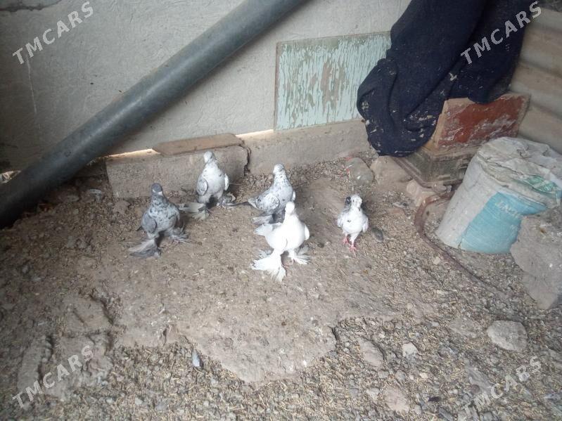 kepder - Mary - img 4