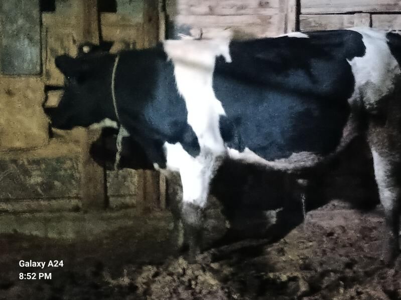 Kelek Okuz - Гёкдепе - img 2