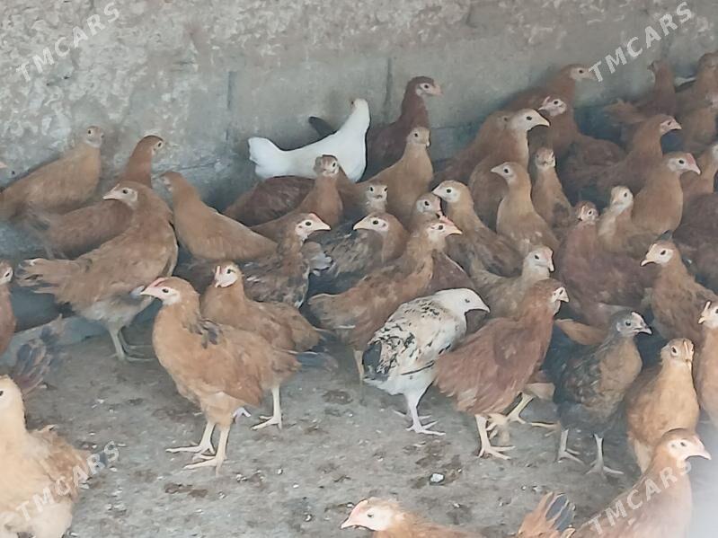 juje - Ашхабад - img 4