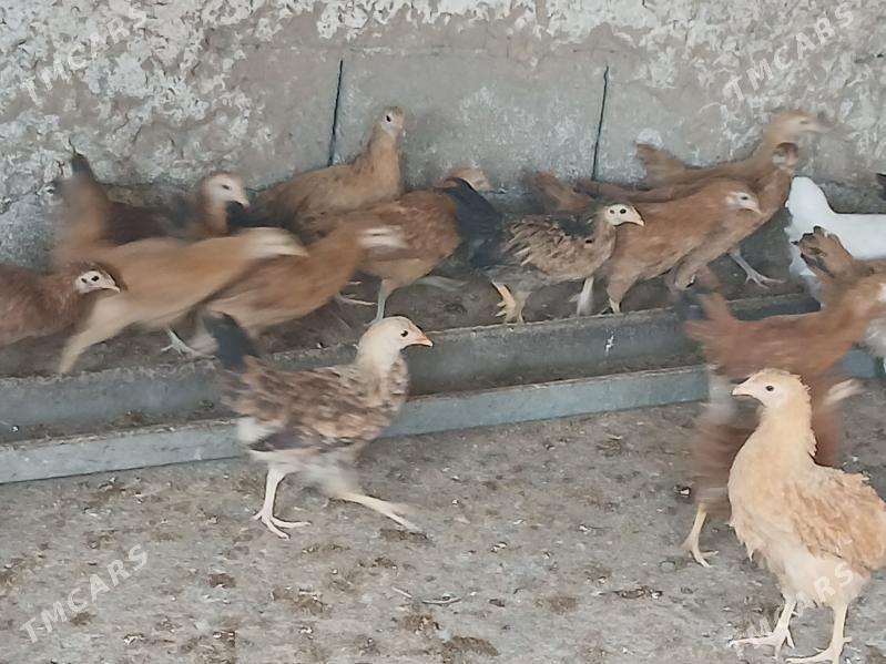 juje - Ашхабад - img 3