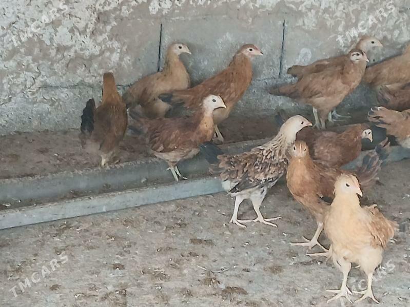 juje - Ашхабад - img 2