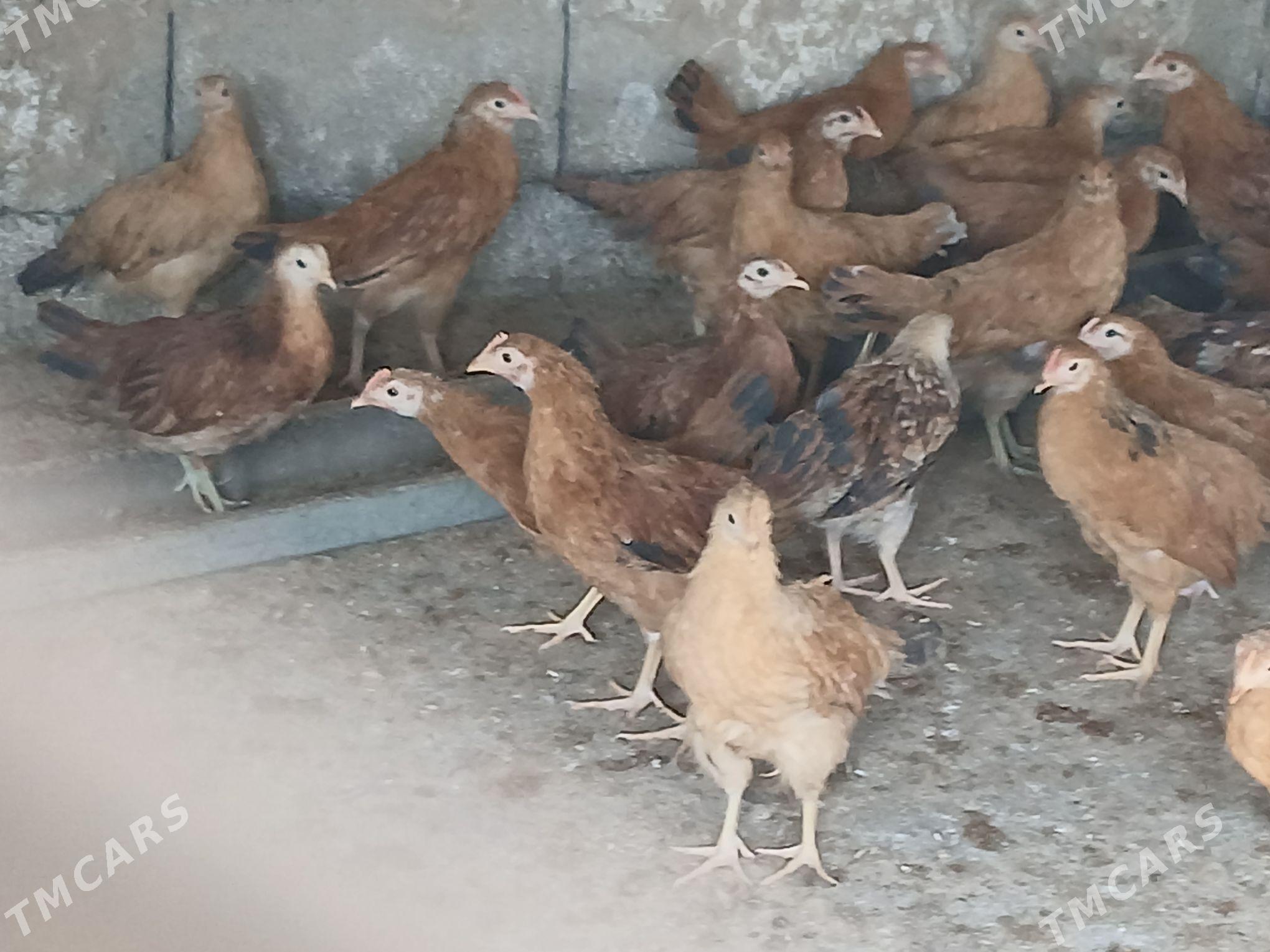 juje - Ашхабад - img 5