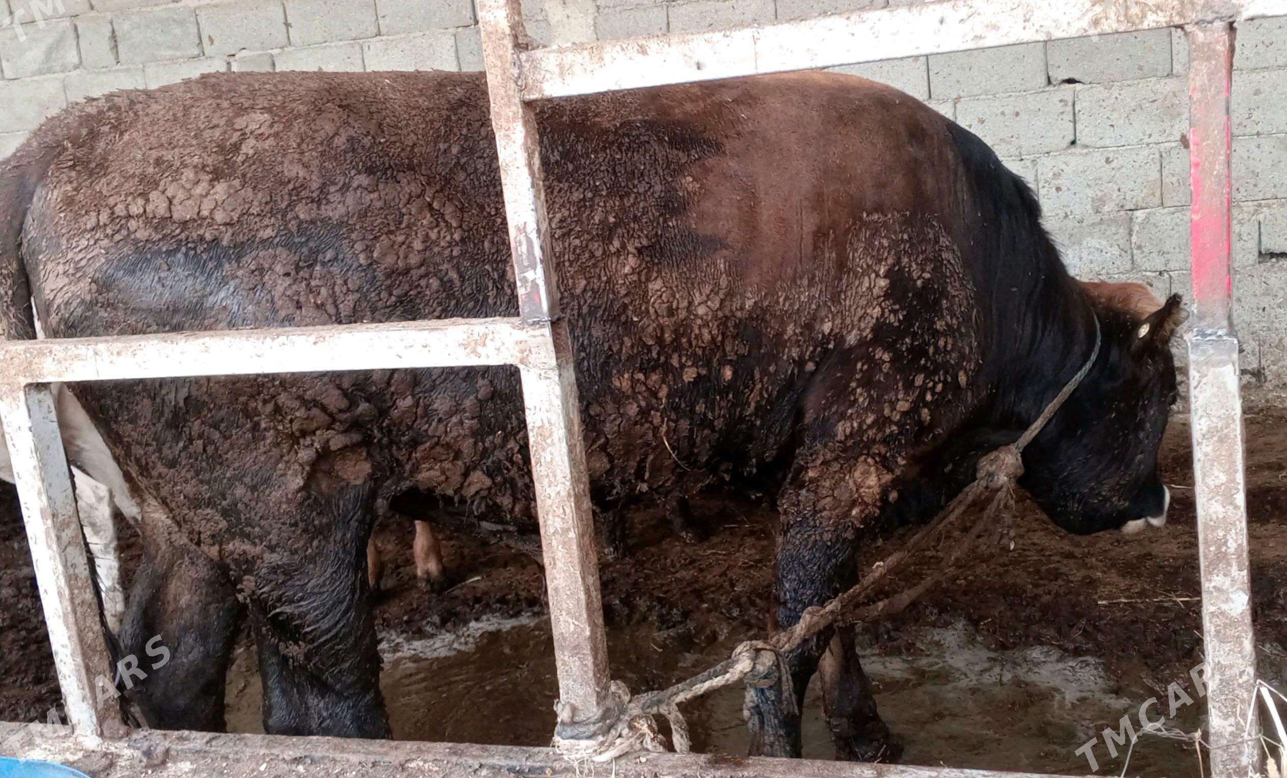 öküz siwes howur - Гёкдепе - img 3