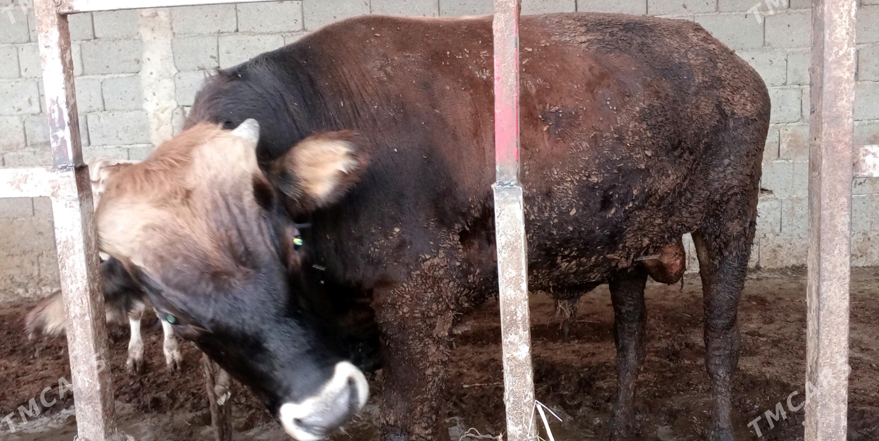 öküz siwes howur - Гёкдепе - img 5