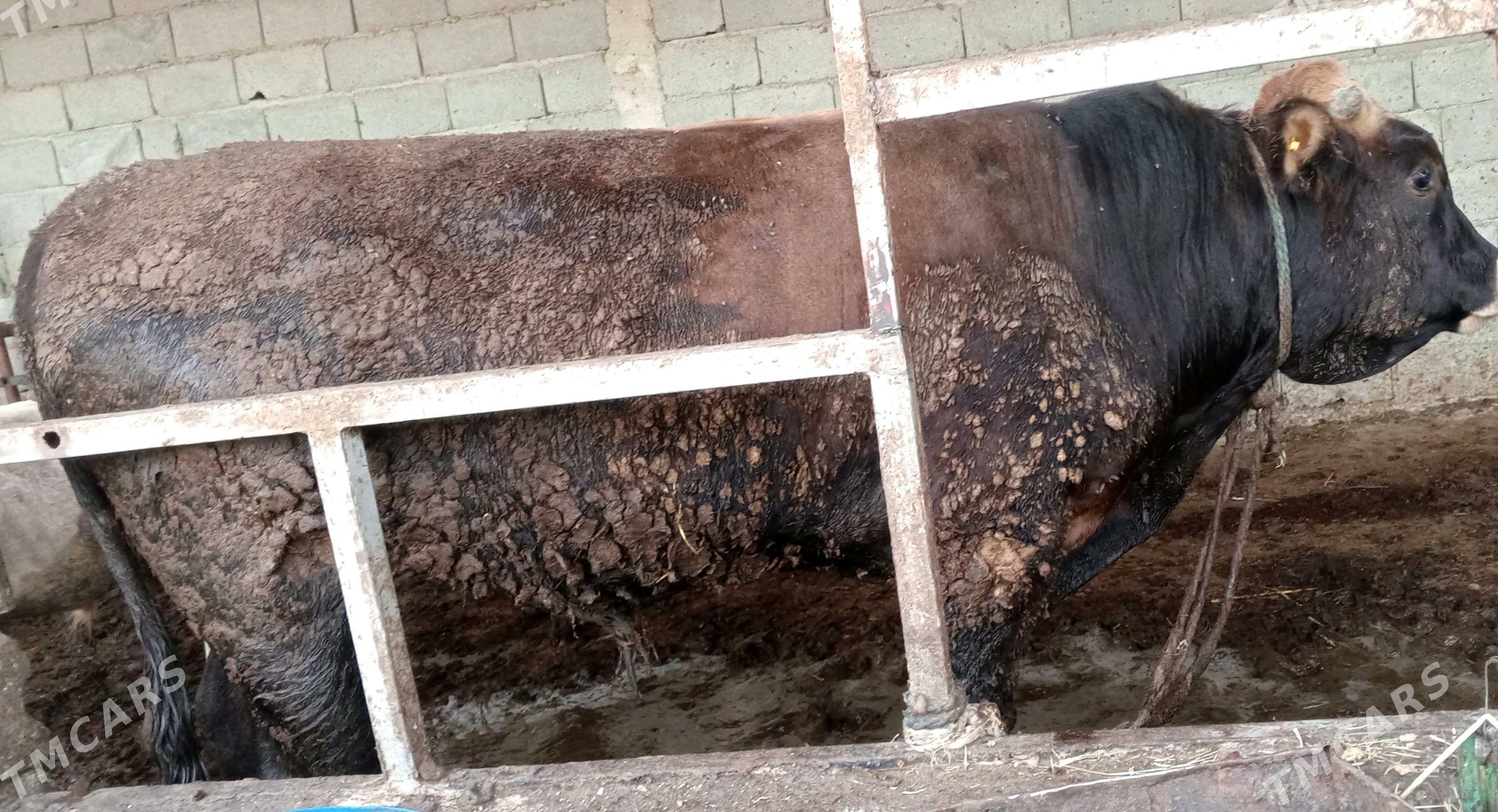 öküz siwes howur - Гёкдепе - img 4