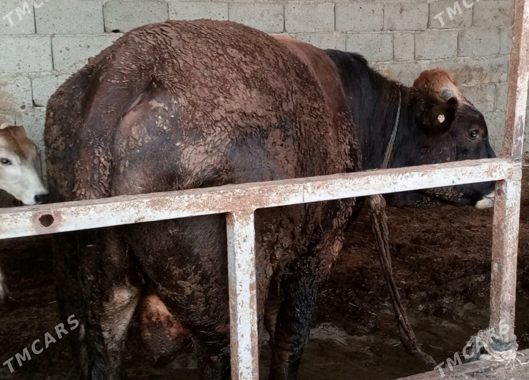 öküz siwes howur - Гёкдепе - img 2