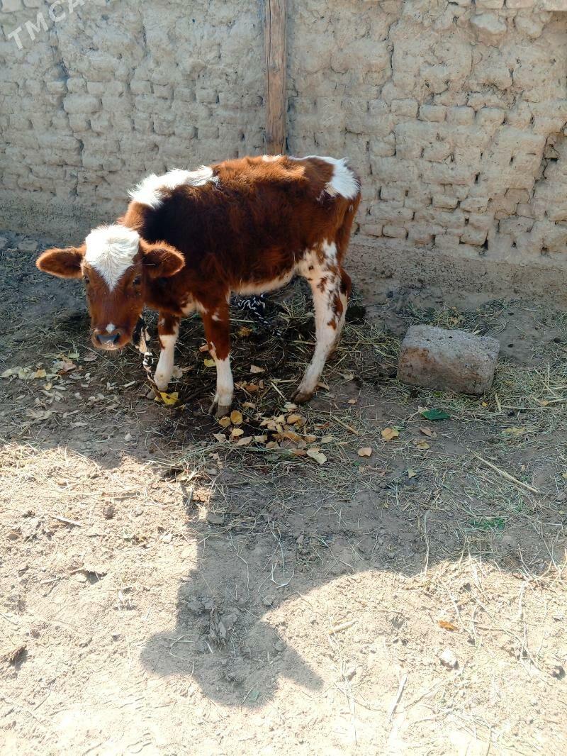 gole - Хитровка - img 3