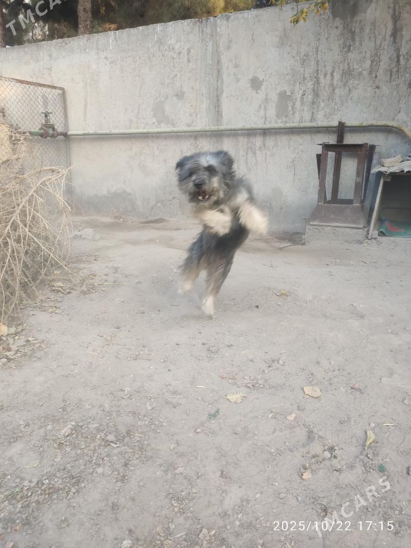 Болонка - Туркменабат - img 6