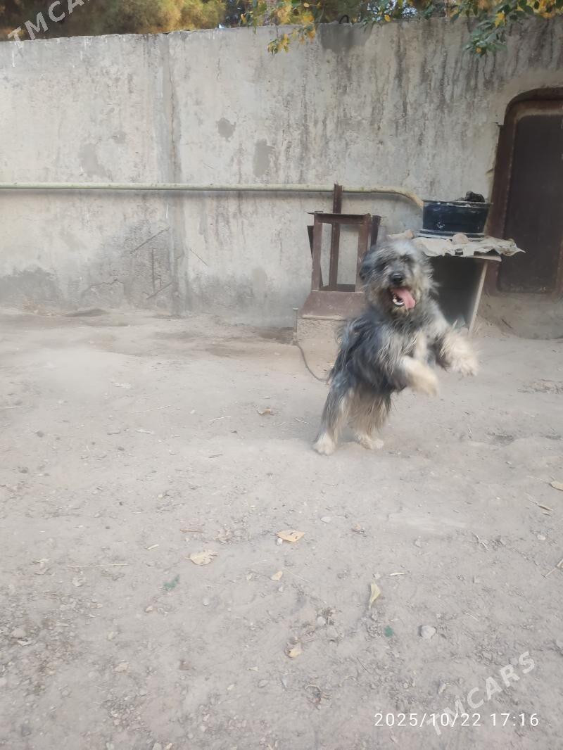 Болонка - Туркменабат - img 8