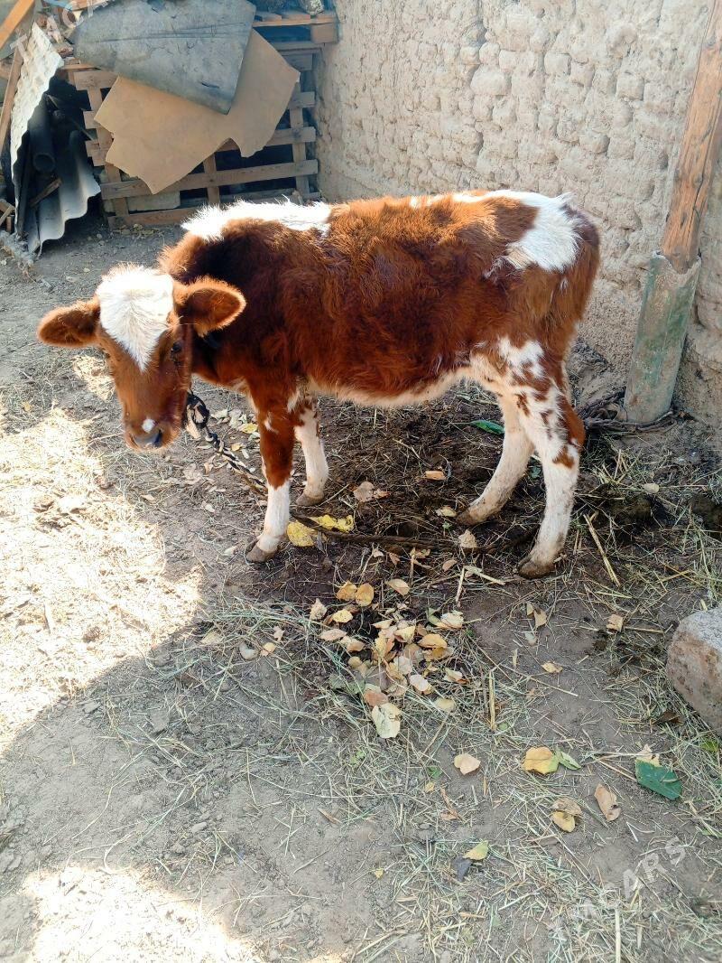 gole - Хитровка - img 2