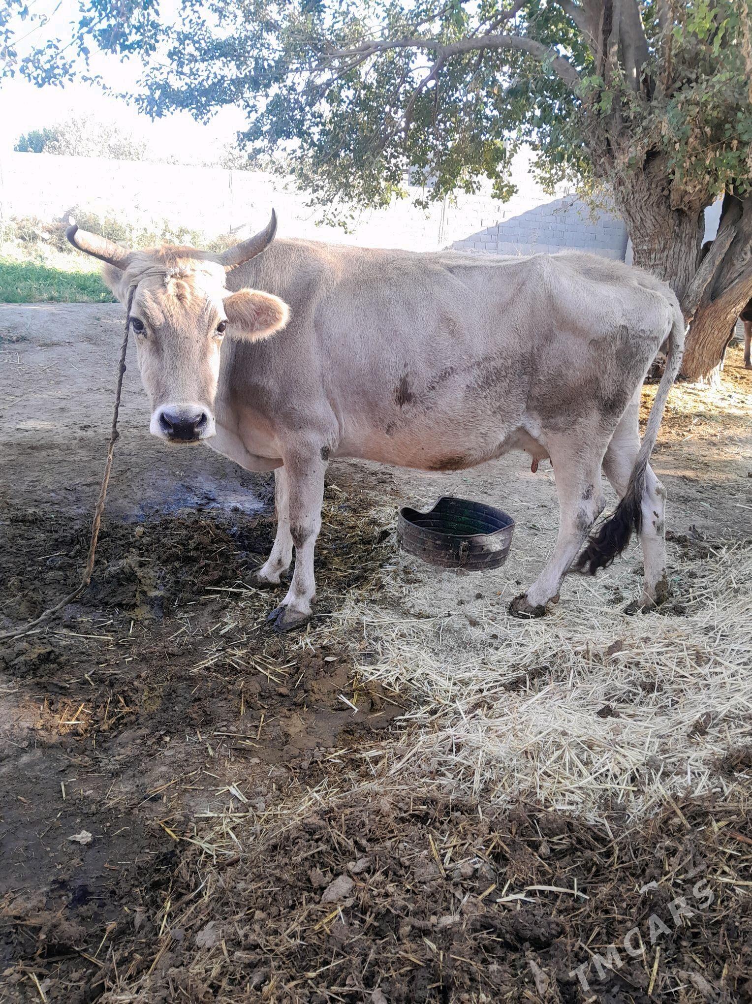 sagylÿan sygyr - Bäherden - img 1