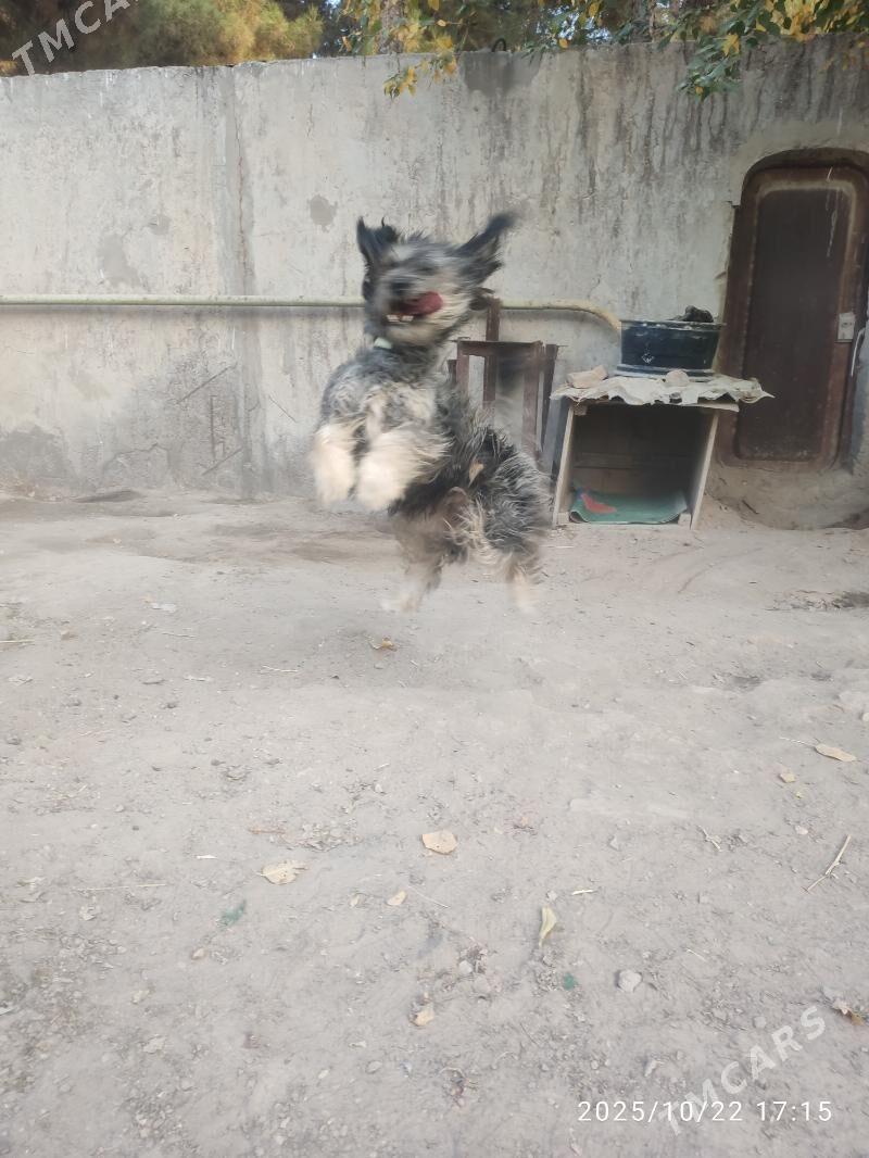 Болонка - Туркменабат - img 7