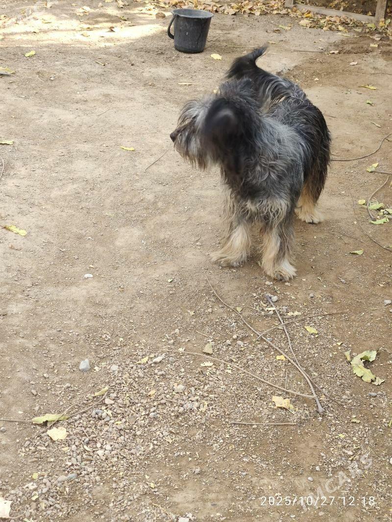 Болонка - Туркменабат - img 4