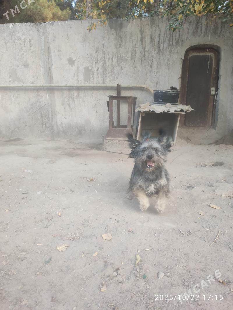 Болонка - Туркменабат - img 5