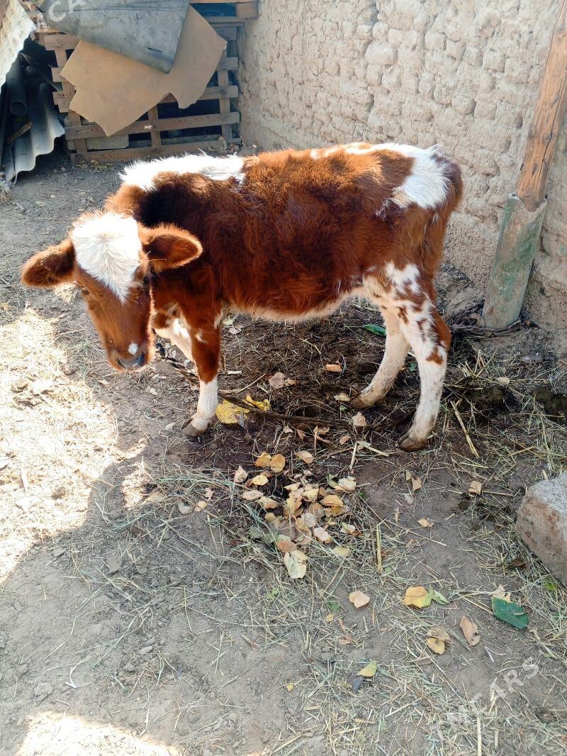 gole - Хитровка - img 1