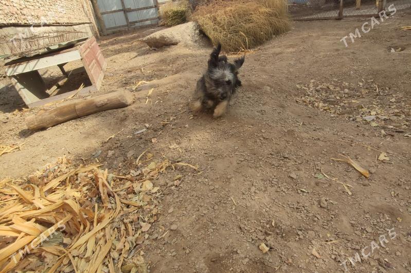 Болонка - Туркменабат - img 9