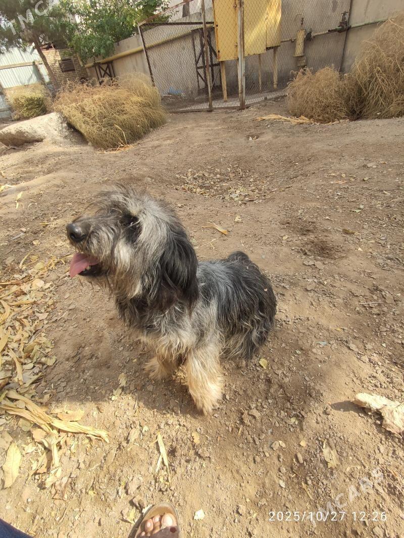 Болонка - Туркменабат - img 3