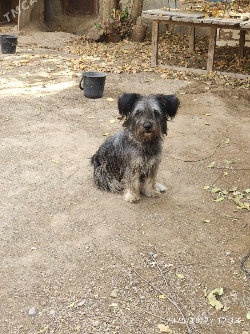 Болонка - Туркменабат - img 10