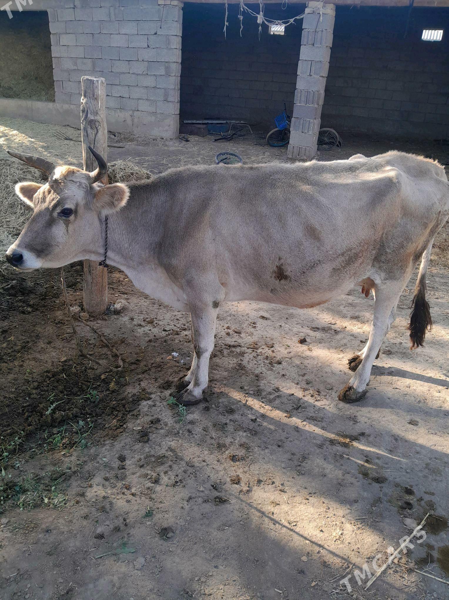 sagylÿan sygyr - Bäherden - img 2