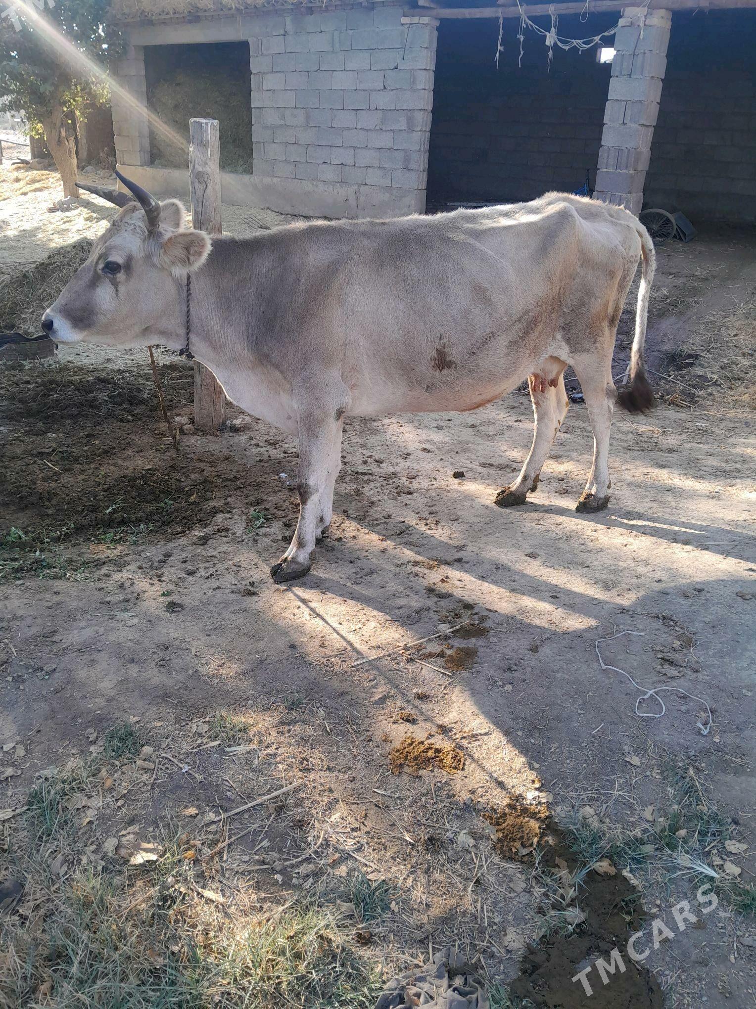 sagylÿan sygyr - Bäherden - img 3