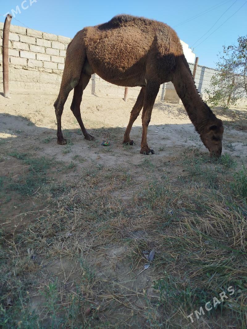 Düýe - Эсенгулы - img 1