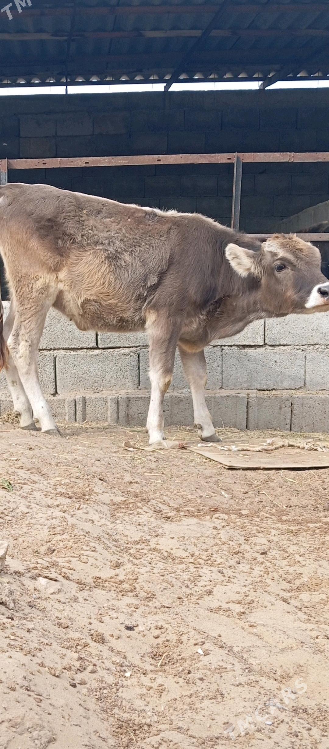 Öküz we tüwe - Бузмеин - img 2