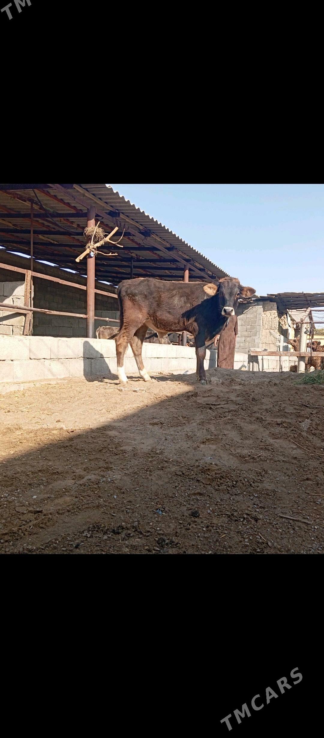 Öküz we tüwe - Бузмеин - img 3