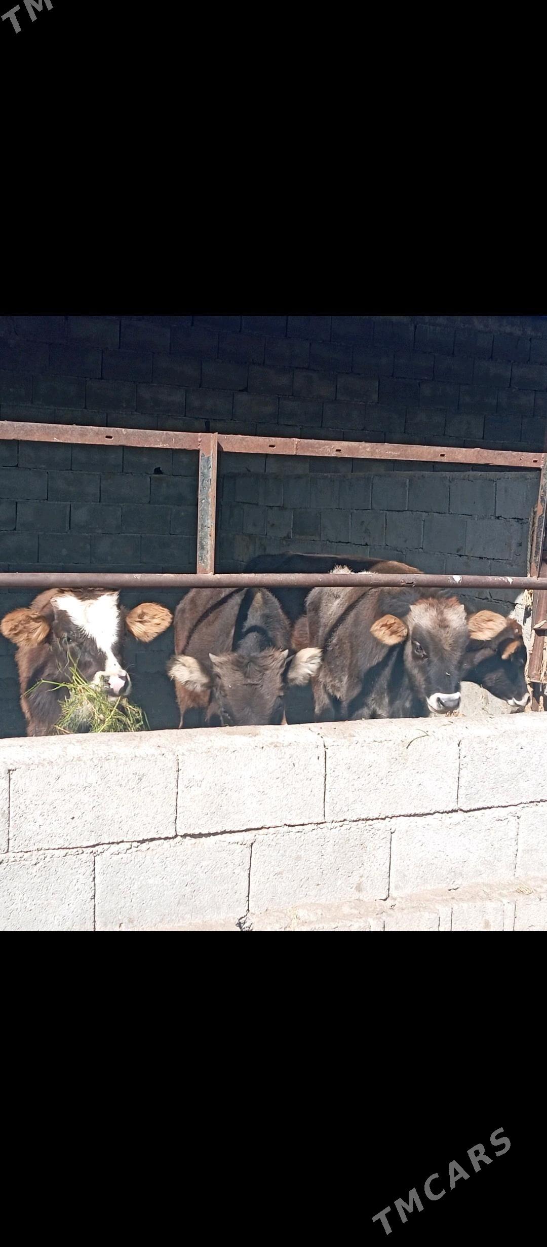 Öküz we tüwe - Бузмеин - img 6