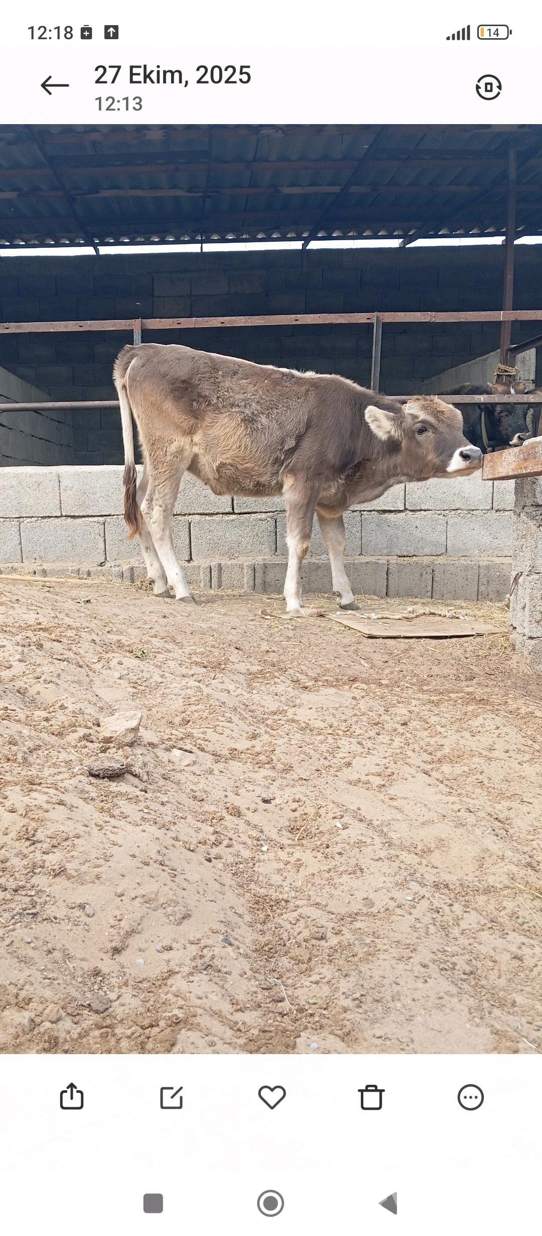 Öküz we tüwe - Бузмеин - img 5