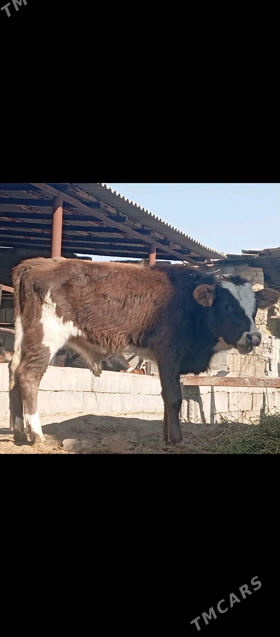 Öküz we tüwe - Бузмеин - img 4